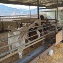 웅비농장 이미지