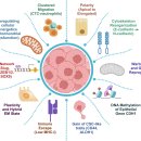 Re: carcinoma 과정의 이해!! EMT(epithelial-mesenchymal transition) 이미지