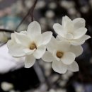 주정차 단속 - 032 이미지