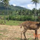 디어팜 (Deer Farm) 이미지