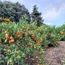 오서방네 농장 이미지