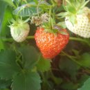 도우농장 이미지