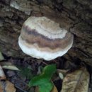 버섯애가 이미지