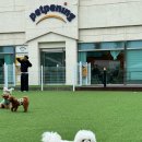 펫프닝 타운 | 처음으로 망구가 잘 뛰어 논 천안애견카페 '펫프닝 타운'