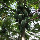 진도특산물 이미지