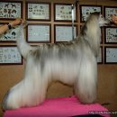 퍼피프린스 이미지