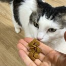 베리캣 | 26년 설+세일 고양이사료 다이어트사료 추천 나투라다이어트캣 살몬앤배지스 급여 후기