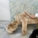 멍뜰리에 이미지