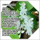 노린재나무1 이미지