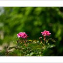 호수공원6로 이미지