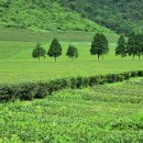 유지태농장 이미지