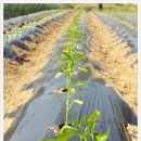 초야농장 이미지