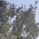 큰소나무농장 이미지