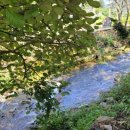 참소오리 이미지