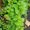 영부농장 이미지