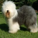 시프헤어 이미지