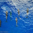 HK태평양 이미지