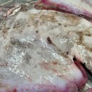 신안홍어 이미지