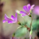 엔젤 식물원 이미지