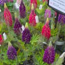 천덕산로 | 용인 남사화훼단지 에르베플라워아울렛 분갈이후기(feat.나무놀이터)