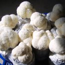 ﻿▶ 항종양, 항염, 항균 효과 탁월한 산삼보다 더 귀한 버섯 이미지