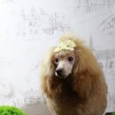 랄라펫살롱 이미지