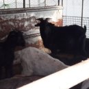 태성2농장 이미지