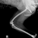 부평 모모 동물병원 이미지