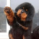 ANOTHER DOG 이미지