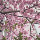 망일산 주차장 | 충남 서산 벚꽃 명소 망일산 망일사 벚꽃길 산책 드라이브하기 좋은 봄여행지