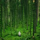 편백찜질방 이미지