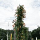 여주막국수 이미지