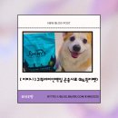 [ 지미니 ] 강아지 눈물 사료 추천 | 귀뚜라미 단백질 지미니 솔직후기