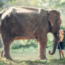 싸왓디 태국어 이미지