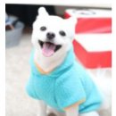 스타일 멍멍 이미지