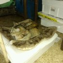 미스고 PC 이미지