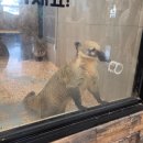 수달앤쥬 | 수원 호매실 실내동물원 수달앤쥬 방문후기