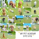 마이펫아카데미 이미지