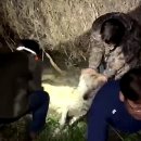 수색동물병원 이미지