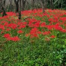 산들도서관 | 전남 가을 등산지 추천｜집 근처 힐링 산책, 오룡산 등반 후기✨