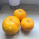 오텀골드(AUTUMN GOLD) | 뉴질랜드 마트 과일 🥝 워홀러가 먹어본 제철 과일 시즌·가격·구매방법 정리 (키위·피조아·피카부...