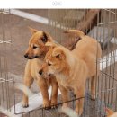 우리들애견 이미지