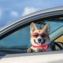 패밀리모터스 이미지