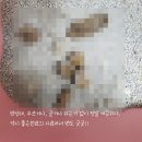 (주)이-글벳 | [고양이사료/Gather] 이-글벳 신상사료 Gather(게더) 다급여하고 후기!