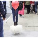 이누초이스 컴퍼니 | ［일산 KINTEX / K-PET FAIR］블랙시츄 호동이랑 케이펫페어 본격적인 투어 시작! - 2