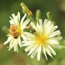 천천면광산마을 | 장수 삼락정(三樂亭)