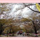 제341차 산행안내 - 변산반도 국립공원의 명소 내변산(내소사)봄 꽃맞이 산행[23015년 4월 5일 일요일] 이미지