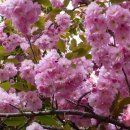 꽃피는 풍경 이미지