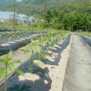 소연농장 이미지