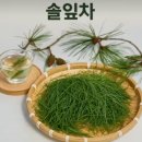 솔잎 이미지